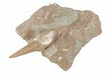 Otodus Shark Tooth Fossil in Rock - Eocene #215651-1